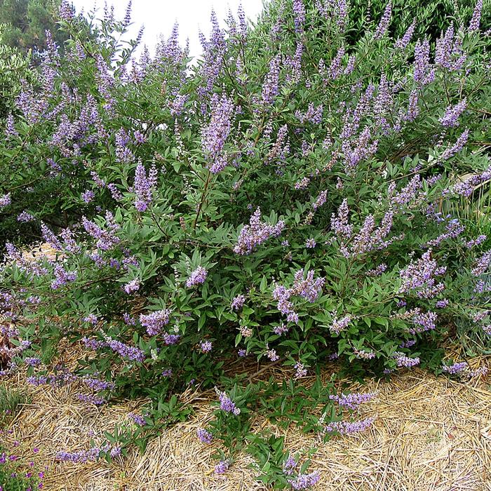 Chaste Tree - Vitex x Summertime Blues® from How Sweet It Is