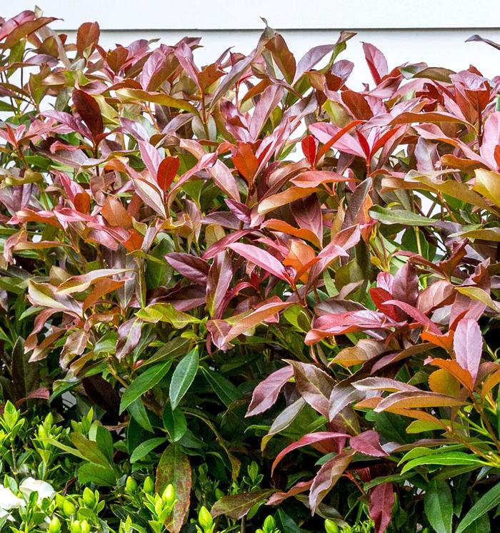 Viburnum - Viburnum odoratissimum 'Coppertop™ ' from How Sweet It Is