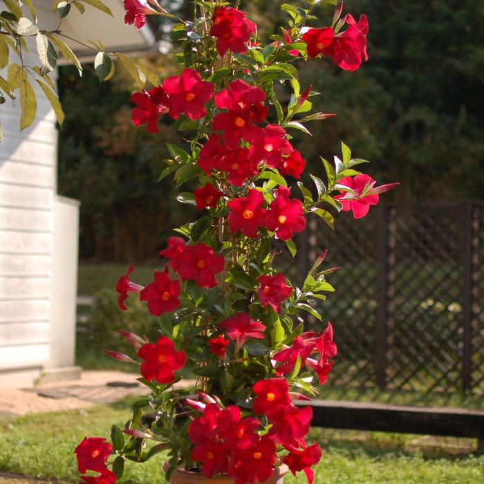 Sundenia® Red - Mandevilla x from How Sweet It Is