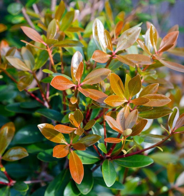 Cleyera - Ternstroemia gymnanthera 'Bronze Beauty™' from How Sweet It Is