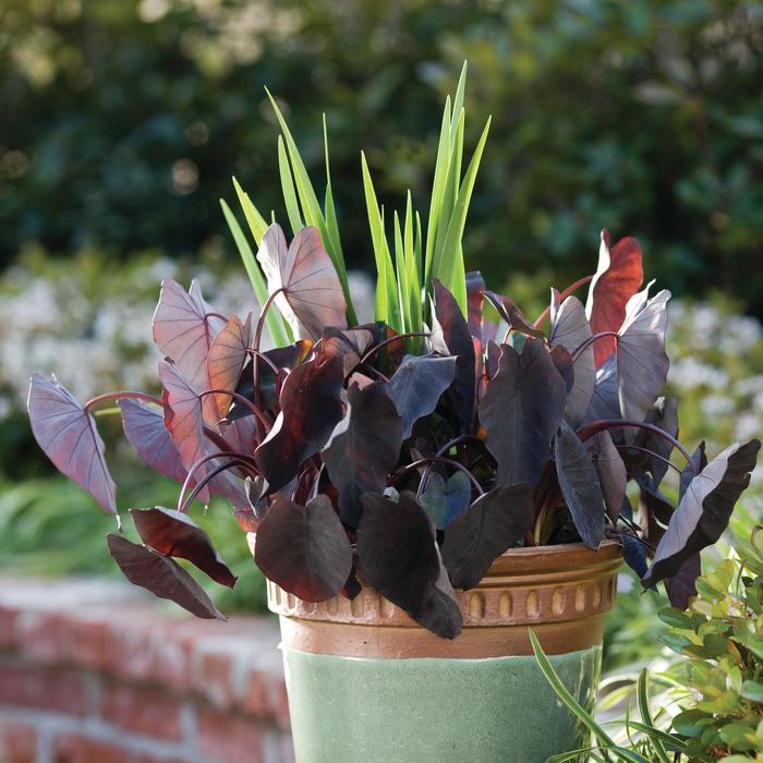 Little Black Magic™ Colocasia - Colocasia esculenta from How Sweet It Is