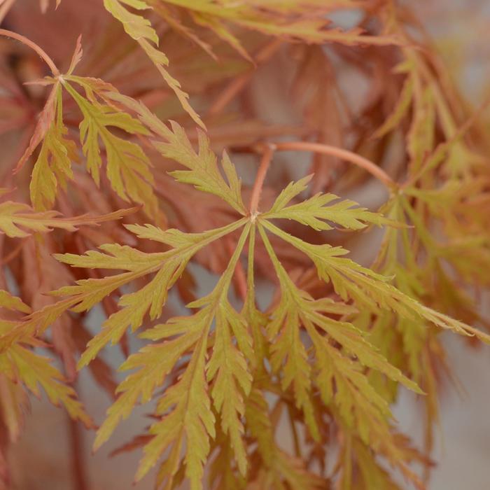 Maple Japanese - Acer palmatum dissectum 'Orangeola' from How Sweet It Is
