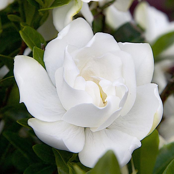 Gardenia - Gardenia jasminoides 'Jubilation™' from How Sweet It Is