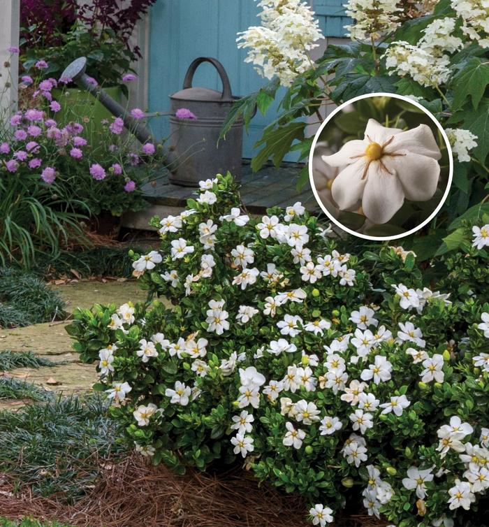 ScentAmazing™ - Gardenia jasminoides 'Leetwo' PP27601 from How Sweet It Is