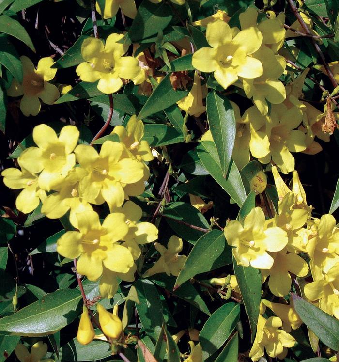 Carolina Jasmine - Gelsemium sempervirens from How Sweet It Is