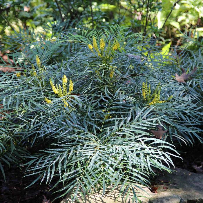 Mahonia - Mahonia eurybracteata 'Soft Caress' from How Sweet It Is