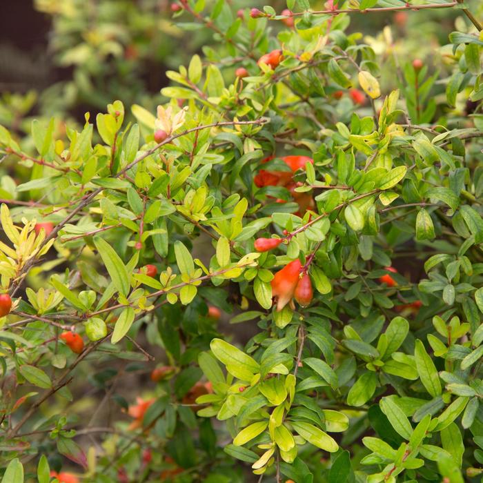 Pomegranate - Punica granatum 'Orange Blossom Special' from How Sweet It Is