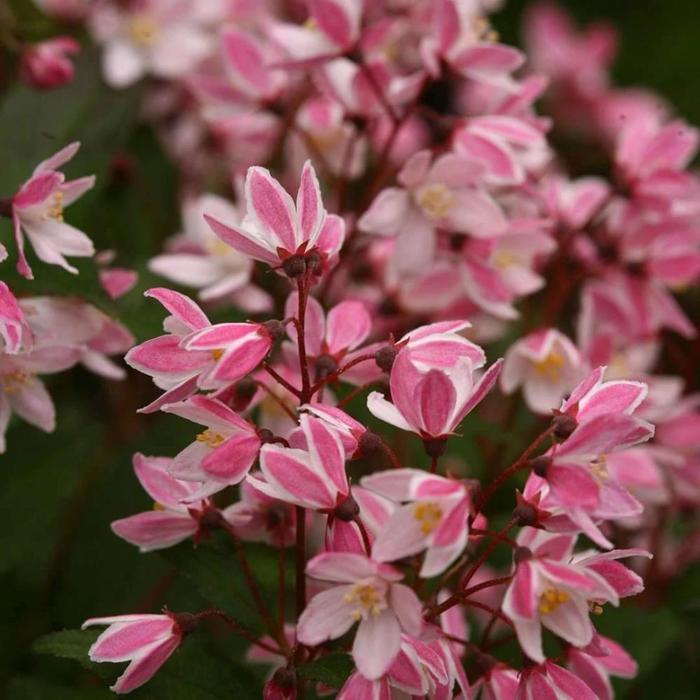 Yuki Cherry Blossom® - Deutzia x from How Sweet It Is