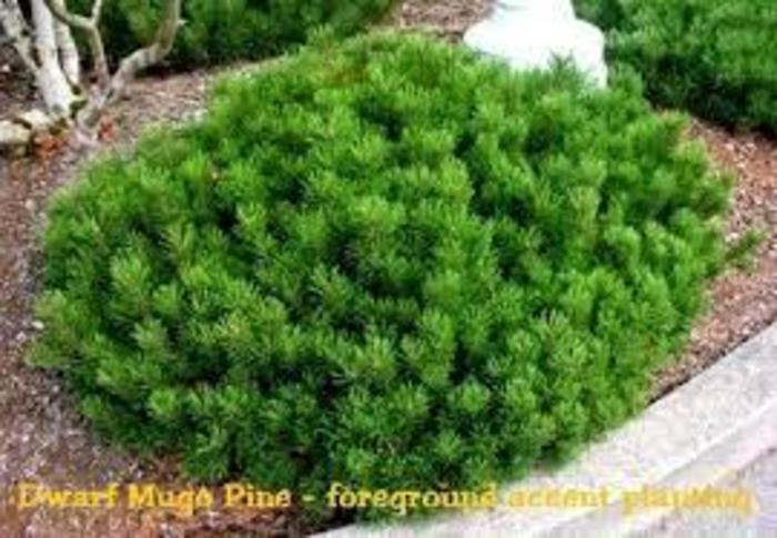 Pine - Pinus mugo 'Swiss Mountain' from How Sweet It Is