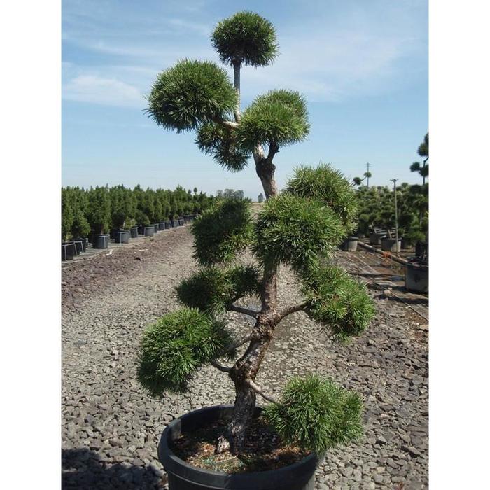 Pine - Pinus nigra Austrian from How Sweet It Is