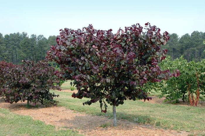 Redbud - Cercis 'Merlot' from How Sweet It Is