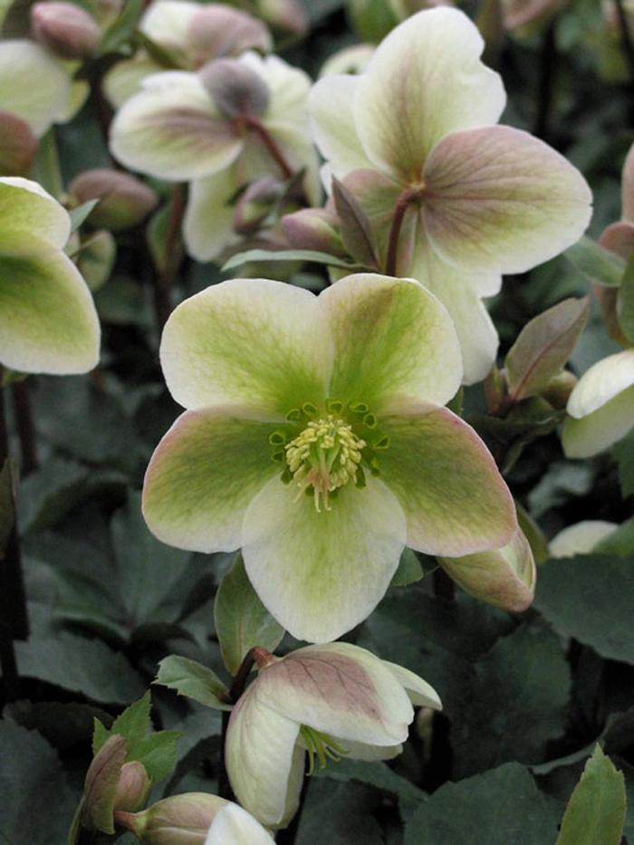 Hellebore - Helleborus 'Ivory Prince' from How Sweet It Is