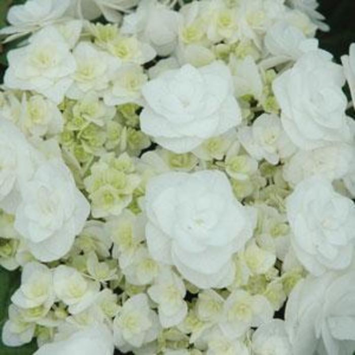 Wedding Gown Hydrangea - Hydrangea macrophylla Double Delights™ 'Wedding Gown' from How Sweet It Is