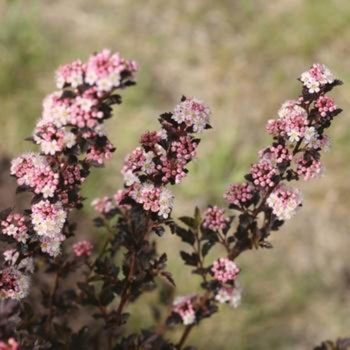 Tiny Wine® - Physocarpus opulifolius from How Sweet It Is