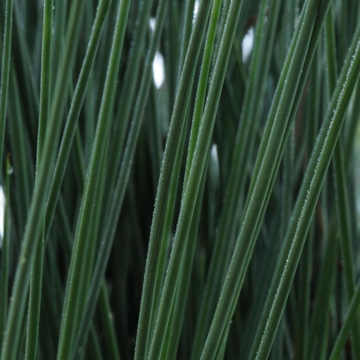 'Blue Arrows' Rush - Juncus inflexus from How Sweet It Is