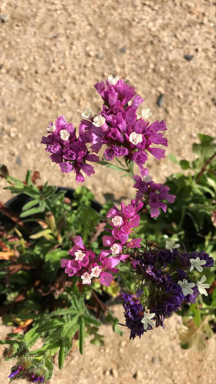 Lavender Sea - Limonium latifolium from How Sweet It Is