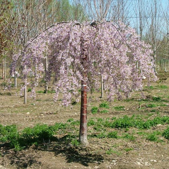 Pink Snow Showers™ Weeping Cherry - Prunus from How Sweet It Is