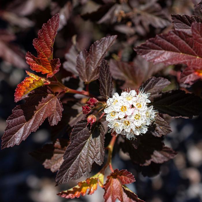 Ninebark - Physocarpus opulifolius 'Alouette' from How Sweet It Is