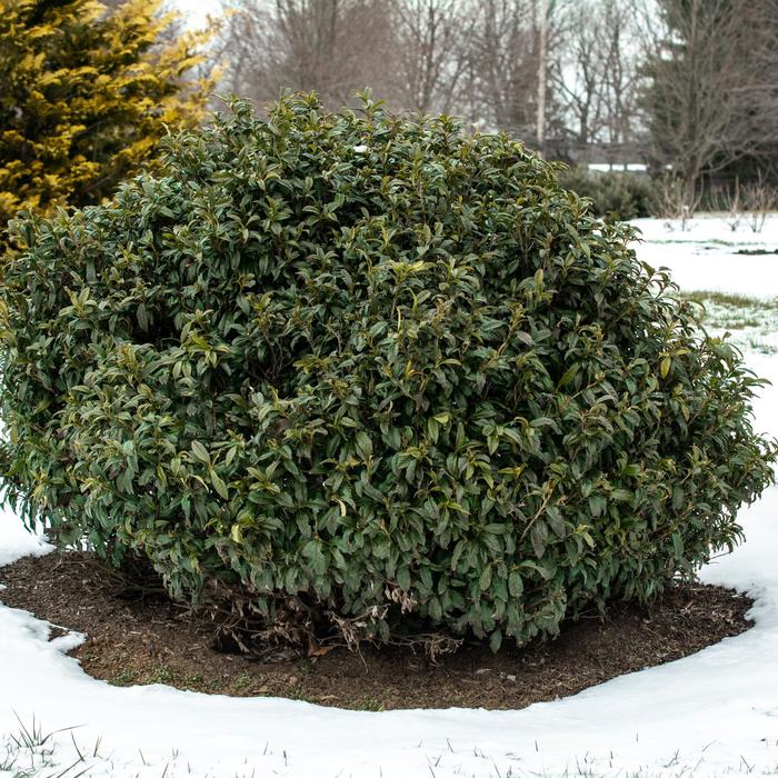 Cherry Laurel - Prunus laurocerasus 'Chestnut Hill' from How Sweet It Is