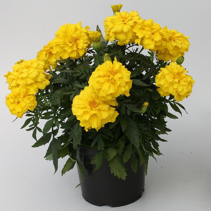 Marigold - Tagetes (French Marigold) Zenith™ Golden Yellow from How Sweet It Is