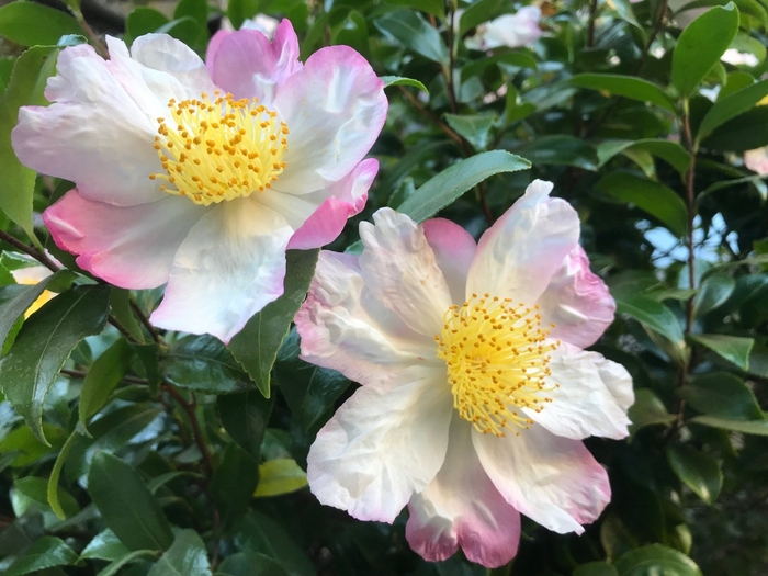 Camellia - Camellia sasanqua 'Hana Jiman' from How Sweet It Is