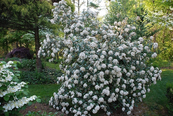 Viburnum - Viburnum x pragense from How Sweet It Is