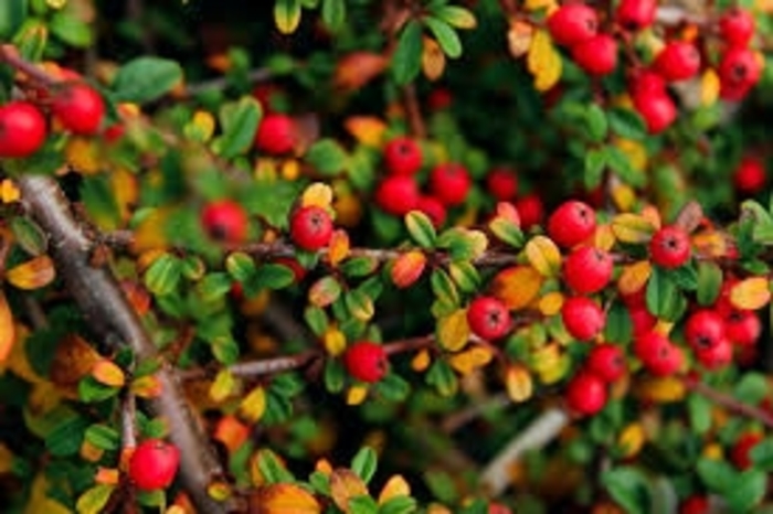 Pyracantha / Firethorn - Pyracantha koidzumii 'Victory' from How Sweet It Is