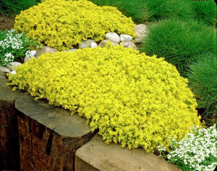 Sedum - Sedum 'Garden Leader Gold Carpet' from How Sweet It Is