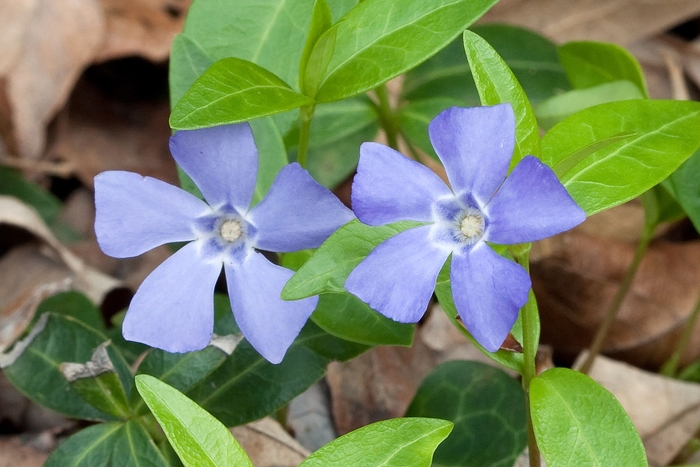 Periwinkle - Vinca minor from How Sweet It Is