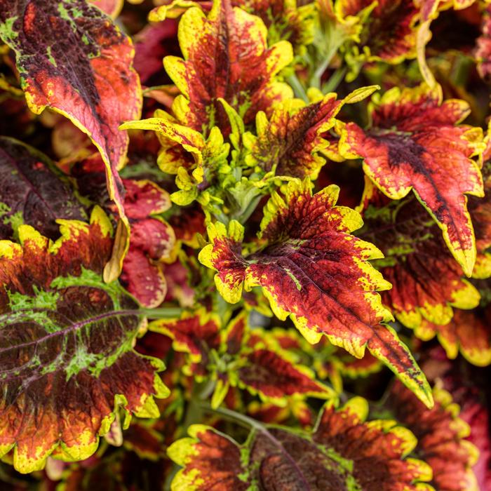 ColorBlaze® 'El Brighto' - Solenostemon scutellarioides from How Sweet It Is