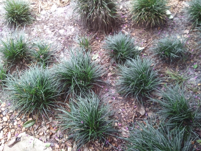 Mondo Grass - Ophiopogon japonicus from How Sweet It Is