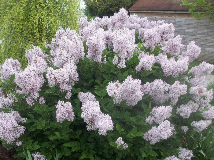 Lilac - Syringa patula 'Miss Kim' from How Sweet It Is