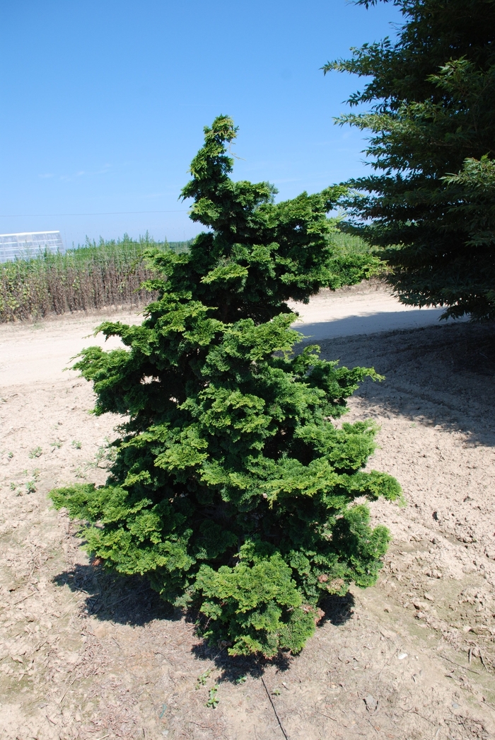 Wells Special Hinoki Cypress - Chamaecyparis obtusa 'Wells Special' from How Sweet It Is