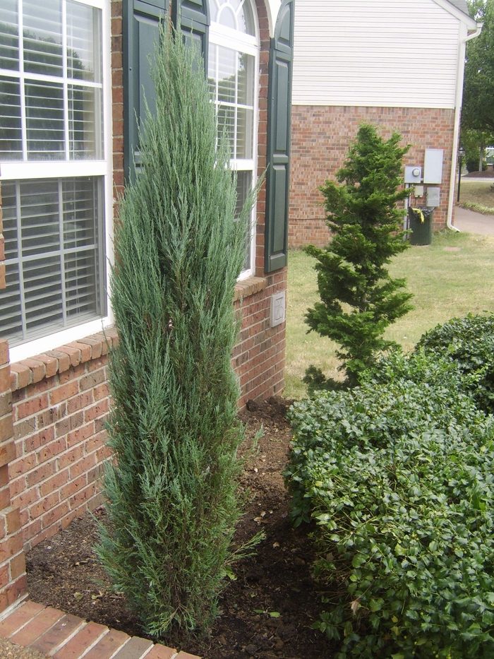 Juniper - Juniperus scopulorum 'Skyrocket' from How Sweet It Is