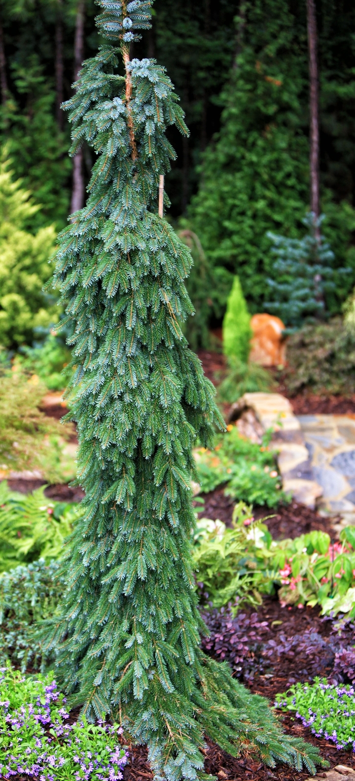 Spruce - Picea omorika 'Pendula Bruns' from How Sweet It Is