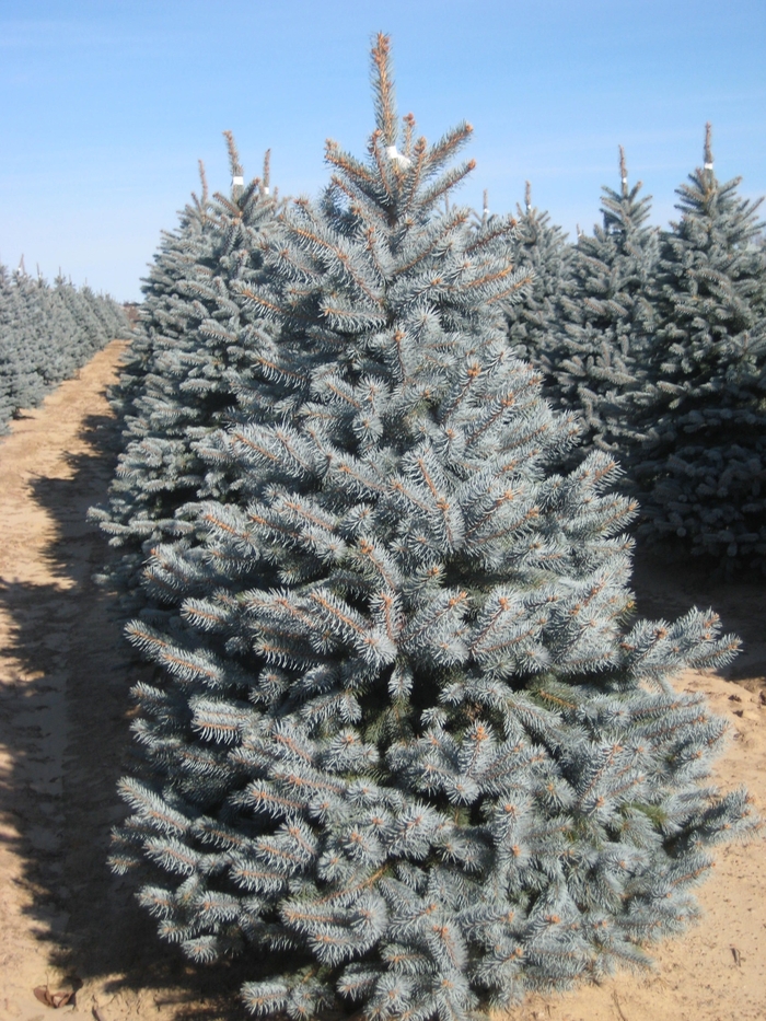 Spruce - Picea pungens 'Bakeri' from How Sweet It Is