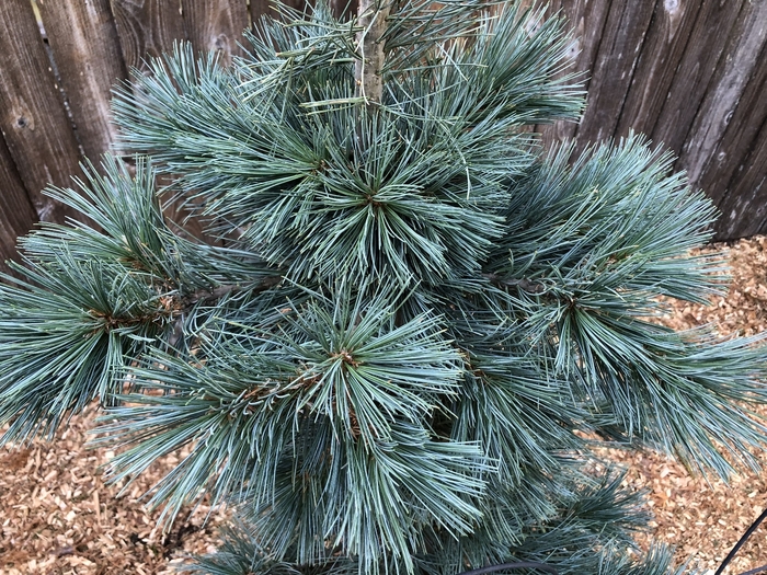 Pine - Pinus flexilis 'Extra Blue' from How Sweet It Is