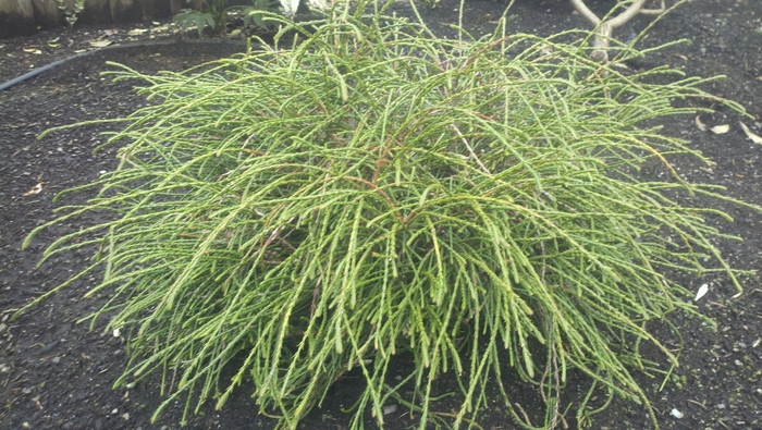 Cedar - Thuja plicata 'Whipcord' from How Sweet It Is