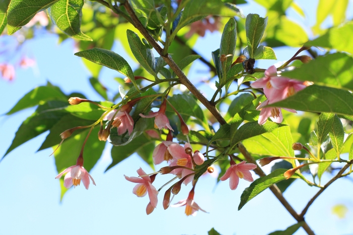 Marley's Pink Japanese Snowbell - Styrax japonicus 'Marley's Pink' from How Sweet It Is