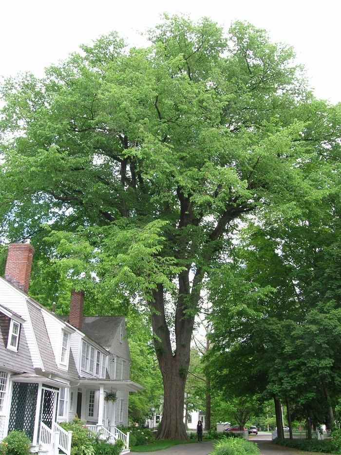 Elm - Ulmus americana 'Princeton' from How Sweet It Is