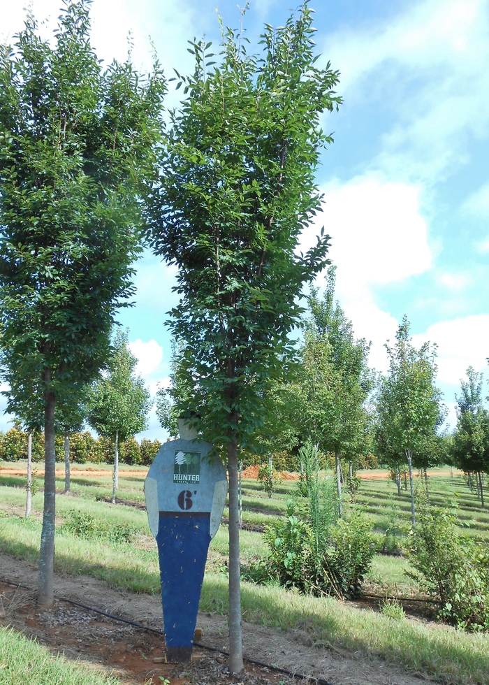 Zelkova - Zelkova serrata 'Musashino' Dwarf Sawleaf from How Sweet It Is