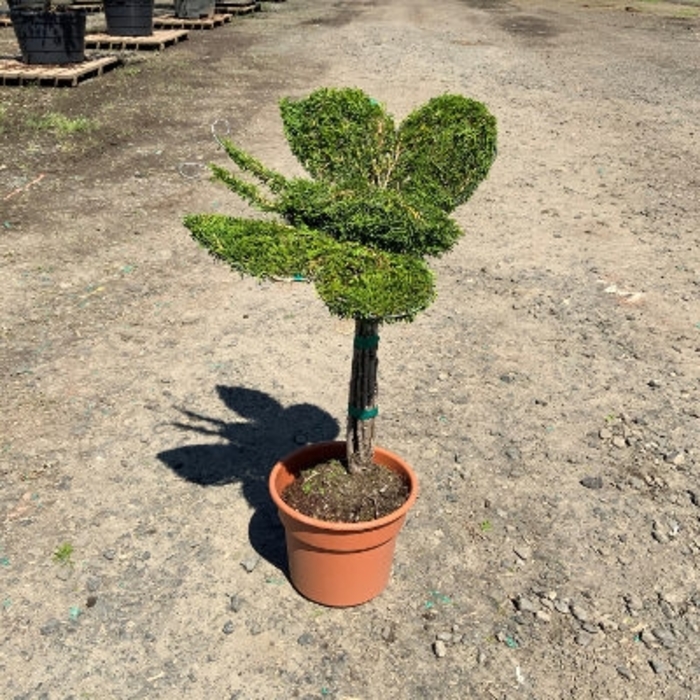 Emerald Green Arborvitae Topiary Butterfly - Thuja occidentalis 'Smaragd' from How Sweet It Is