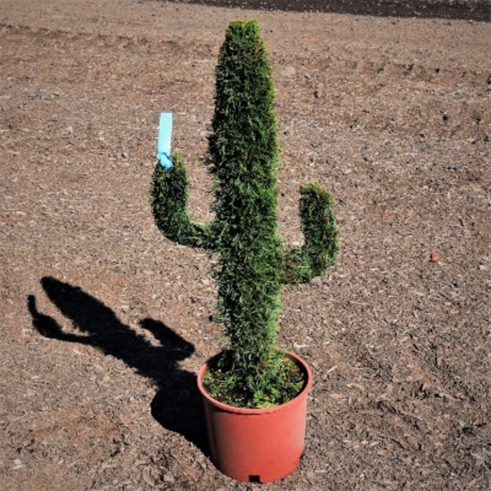 Emerald Green Arborvitae Topiary Cactus Mini - Thuja occidentalis 'Smaragd' from How Sweet It Is