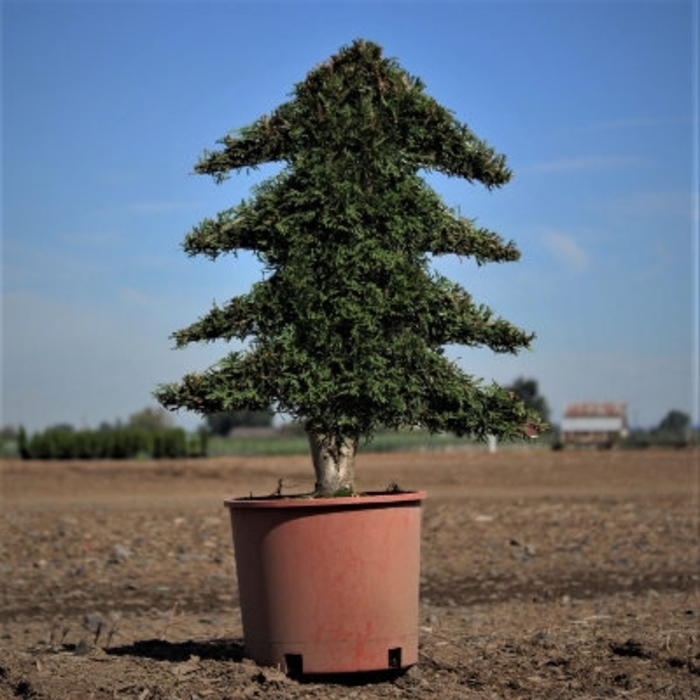 Emerald Green Arborvitae Topiary Christmas Tree - Thuja occidentalis 'Smaragd' from How Sweet It Is