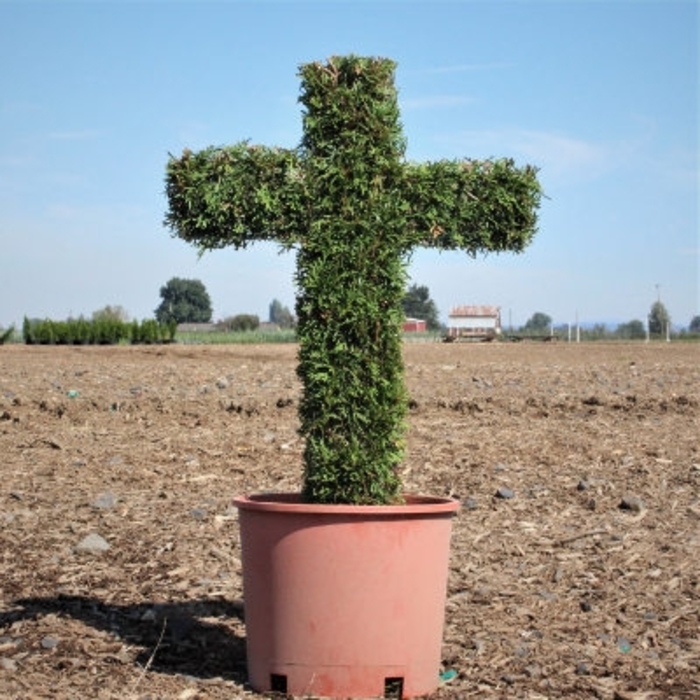 Emerald Green Arborvitae Topiary Cross - Thuja occidentalis 'Smaragd' from How Sweet It Is