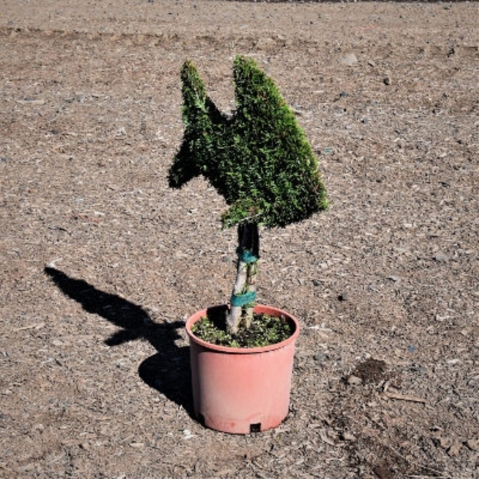 Emerald Green Arborvitae Topiary Fish - Thuja occidentalis 'Smaragd' from How Sweet It Is