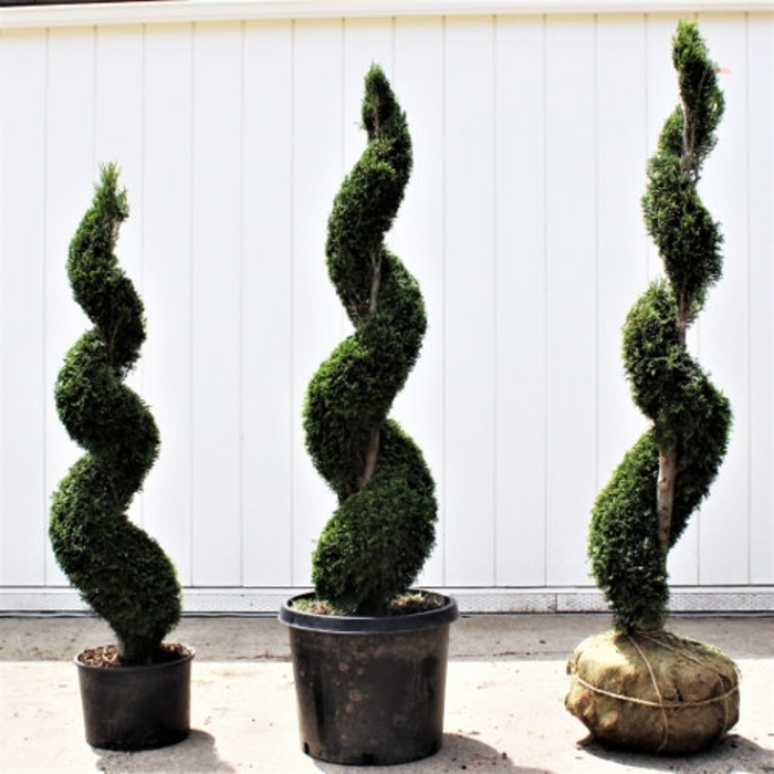 Emerald Green Arborvitae Topiary Spiral - Thuja occidentalis 'Smaragd' from How Sweet It Is