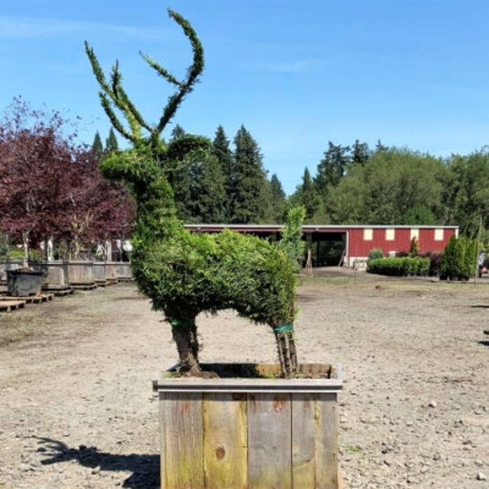 Emerald Green Arborvitae Topiary Deer - Thuja occidentalis 'Smaragd' from How Sweet It Is