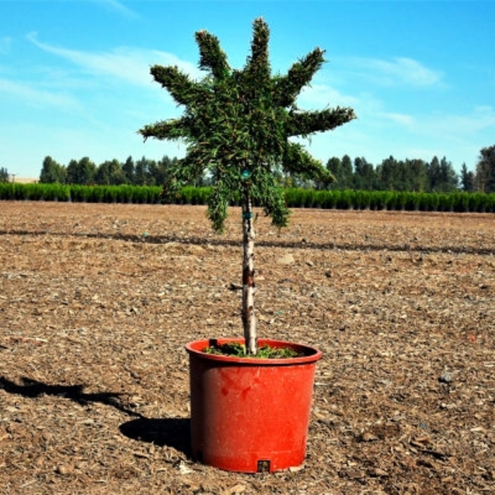 Emerald Green Arborvitae Topiary Sun - Thuja occidentalis 'Smaragd' from How Sweet It Is