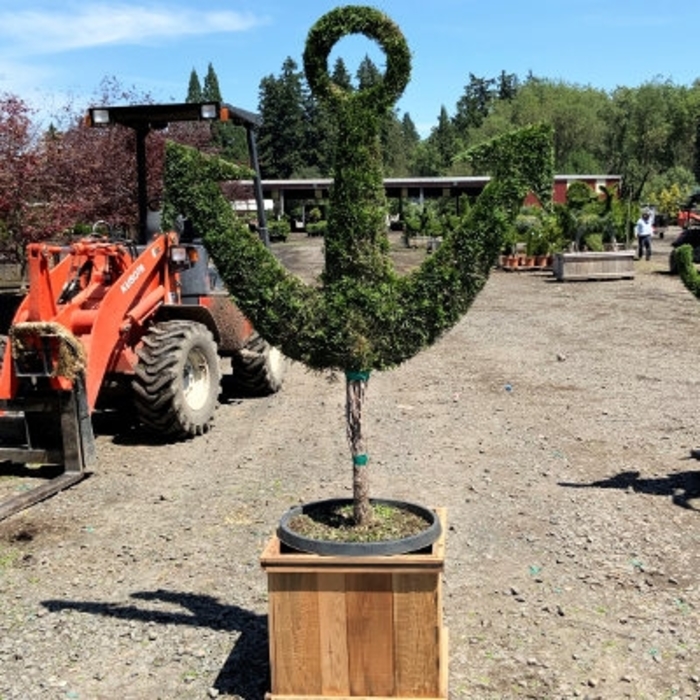 Emerald Green Arborvitae Topiary Anchor - Thuja occidentalis 'Smaragd' from How Sweet It Is